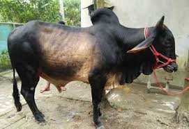 পশু বিক্রির রেকর্ড