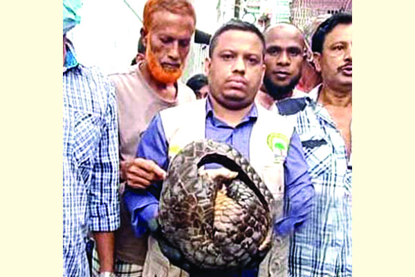 গাজীপুরে বনরুই উদ্ধার