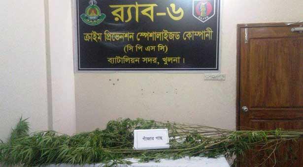 চিতলমারীতে গাঁজা গাছসহ আটক ১