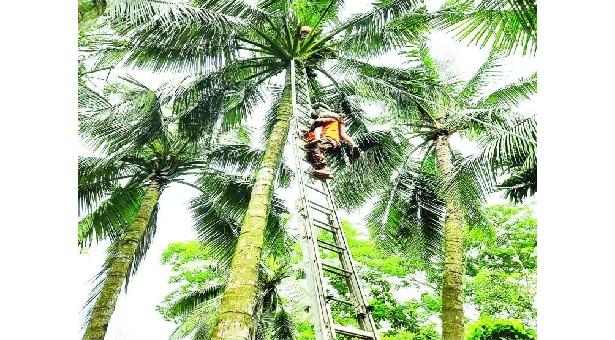 গাছের মাথায় কৃষকের মৃতদেহ!