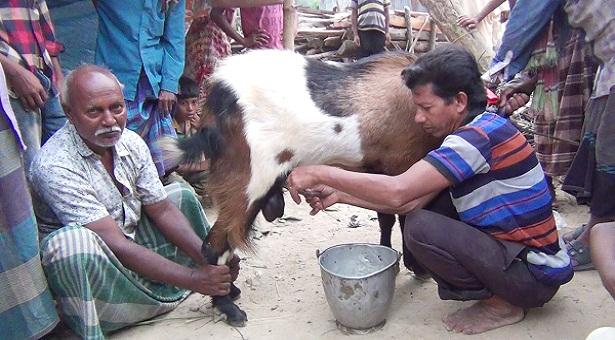 পাঁঠা