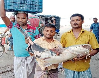 বিশাল আকারের বাঘাইড়
