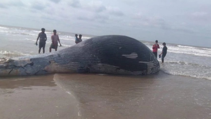 তিমি