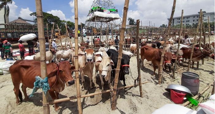 কোরবানির পশুর হাট