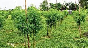থাইল্যান্ড সরকারের গাঁজা চাষের অনুমতি