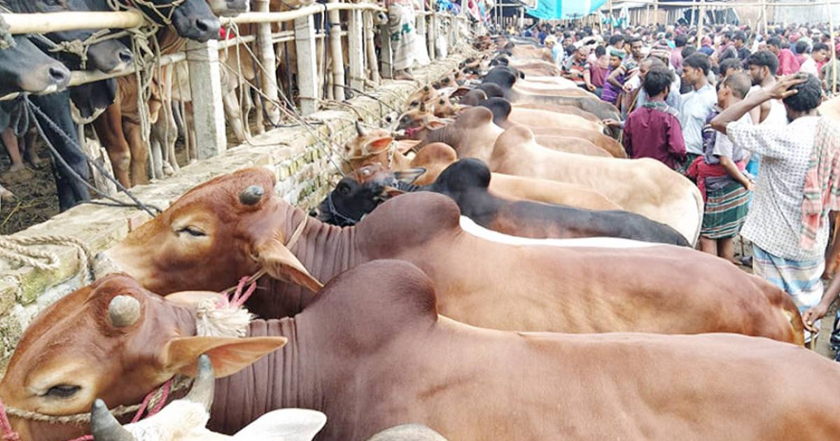 ডিএসসিসি-র পশুর হাট