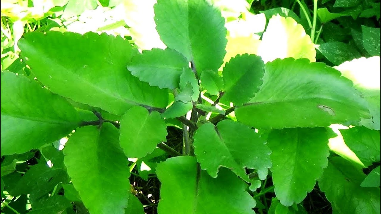 পাথরকুচি পাতা