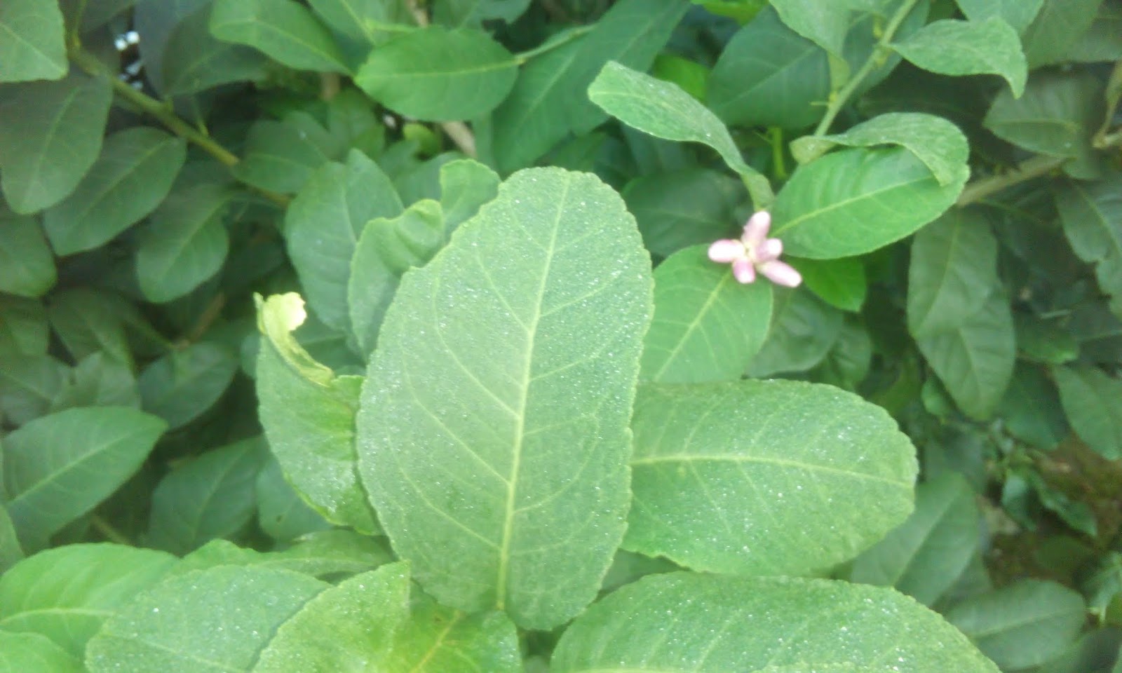 লেবু পাতা
