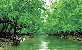 সুন্দরবনে সর্বোচ্চ সর্তকতা